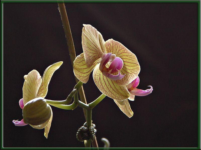 KM_orchid.jpg - Compressed with JPEG Optimizer 4.00, www.xat.com