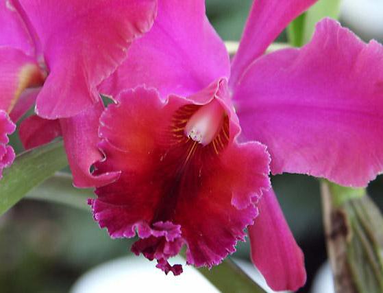an_orchid.jpg