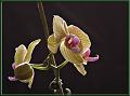 KM_orchid