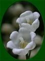 lily-of-the-valley