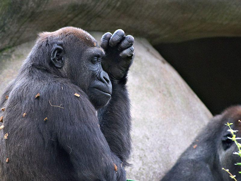 monkey1_web.jpg - Compressed with JPEG Optimizer 4.00, www.xat.com