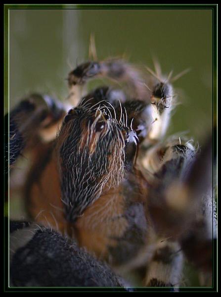 sad_spider.jpg - Compressed with JPEG Optimizer 4.00, www.xat.com