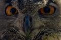 Owl_web