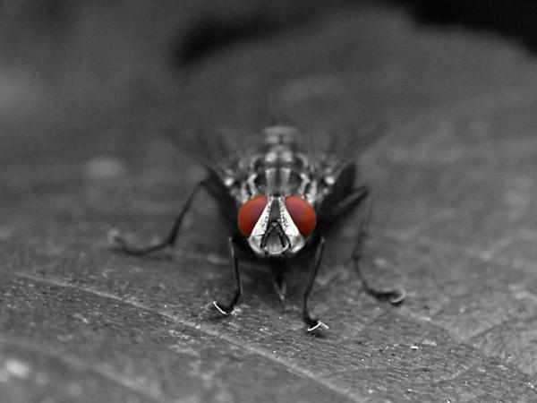 fly_s.jpg