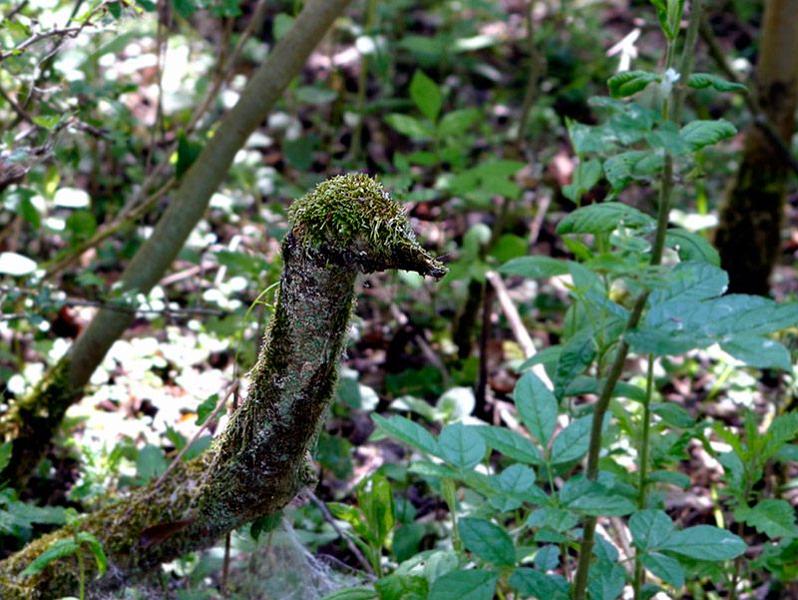 duck_camouflaged.jpg - Compressed with JPEG Optimizer 4.00, www.xat.com