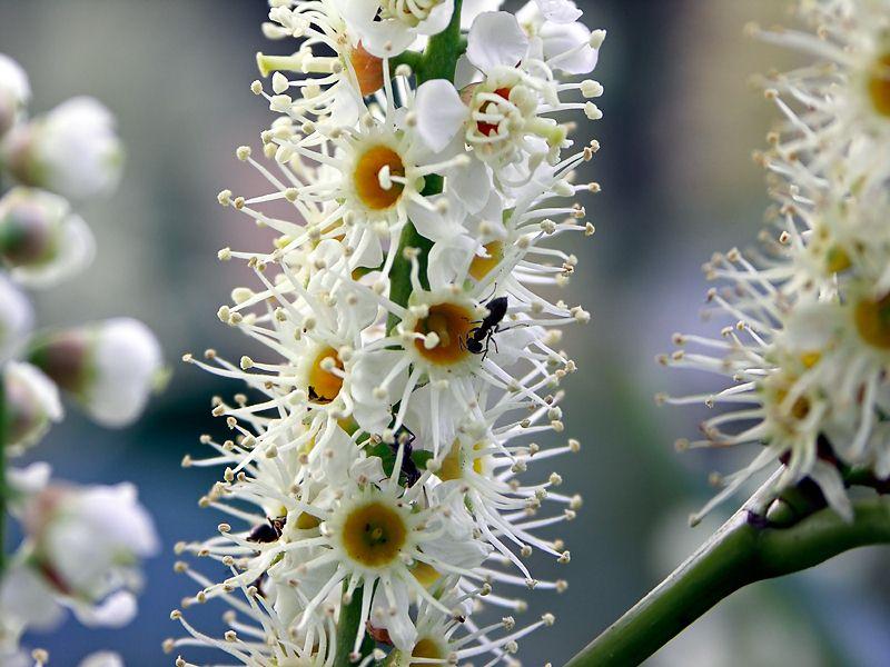 mier_op_bloem_web.jpg - Compressed with JPEG Optimizer 4.00, www.xat.com